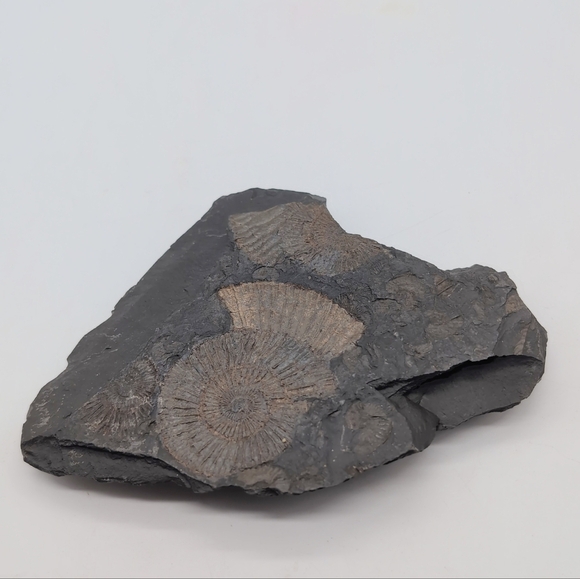 Real Multi Ammonite Fossils In Black Shale Stone Matrix - Picture 3 of 8